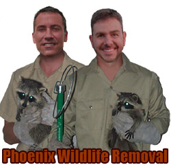 Phoenix Wildlife Control Pest Animal Removal Raccoon Rat Bat Squirrel